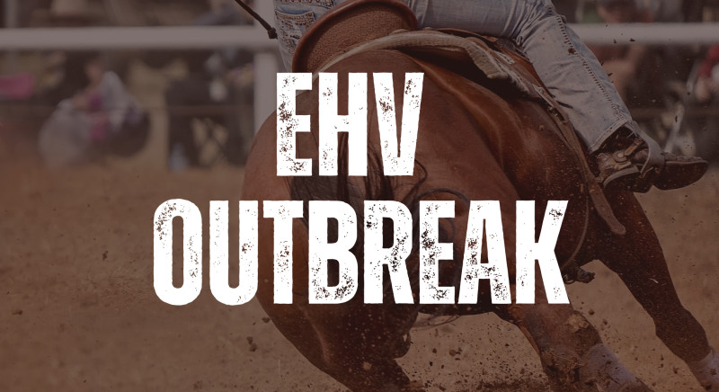 EHV-1 Outbreak in Texas: A Growing Concern in 2025