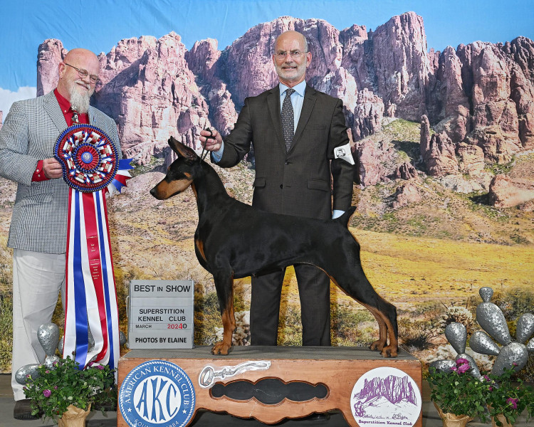 Penny the Doberman Pinscher Wins the Prestigious Westminster Best in Show 2026