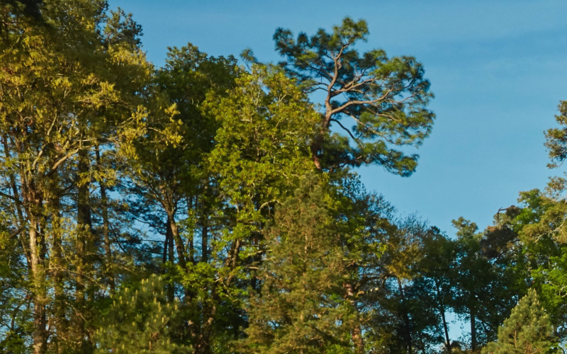 The 2026 Masters: A Timeless Tradition Set to Captivate Augusta