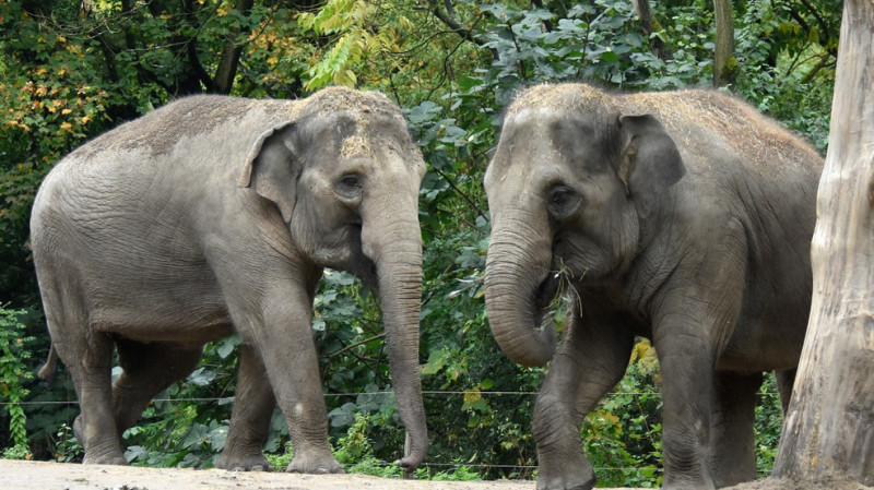 Linh Mai's Triumphant Debut: A New Era at the Smithsonian National Zoo