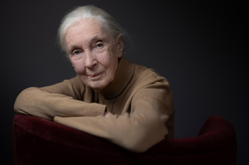 Jane Goodall, Trailblazing Chimp Expert, Dies at 91 on U.S. Tour