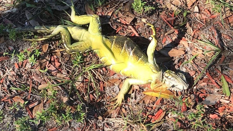 Florida's Unexpected Chill: Falling Iguanas Plunge as Temps Drop in Orlando, Miami, and Tallahassee