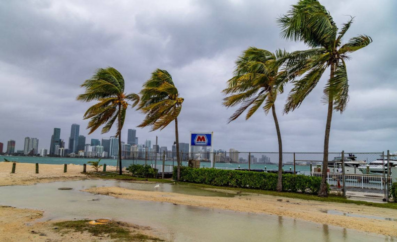 Miami's Weather Woes: Iguanas Falling and More