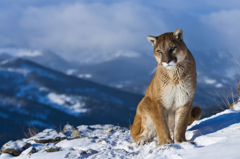 Crosier Mountain Trail: A Thrilling Hike with a Shadow of Danger