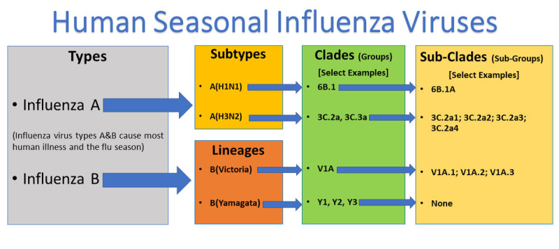 2026 Flu Season Unleashes New Variant: Understanding the 'Super Flu' Virus