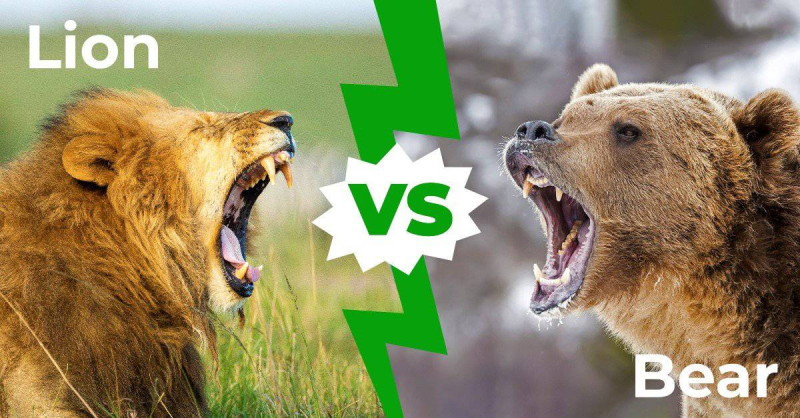 Lions vs. Bears: The Ultimate Showdown of Nature's Titans