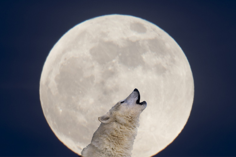 The Wolf Moon 2026: A Spectacular Start to the Year