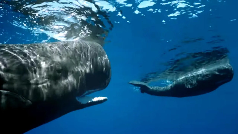 A Whale of a Moment: Sperm Whale Birth Reveals Astonishing Teamwork