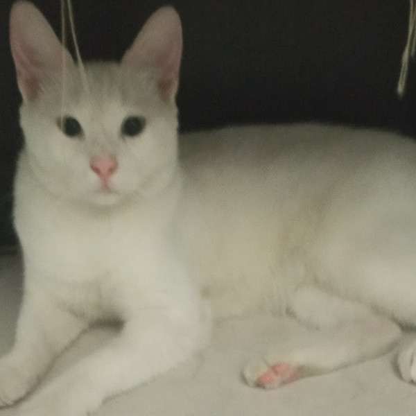 The Space Toilet Crisis: Artemis II's Critical Toilet Issue