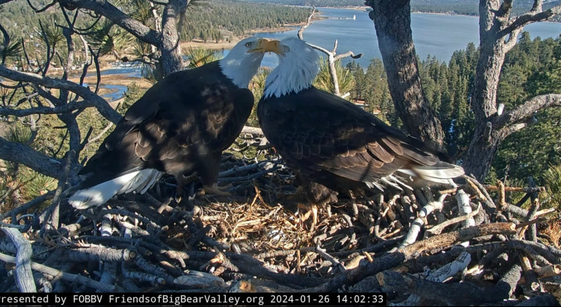 Bald Eagles of Big Bear: Jackie and Shadow's Nest
