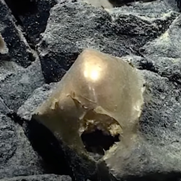 Unraveling the Enigma of the Golden Orb off Alaska