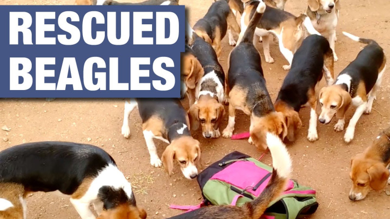 1500 Beagles Rescued from Lab, Offering Second Chance at Life