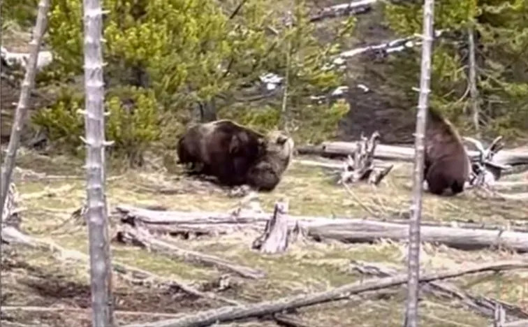 Yellowstone Bear Attack: Hikers Injured in Mystic Falls Incident