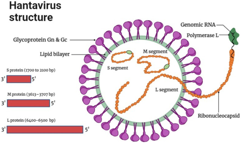 Panic on the High Seas: The Cruise Virus Outbreak