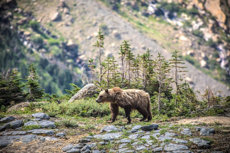 Unraveling the Mystery of Glacier National Park's Glacier Bear Encounter