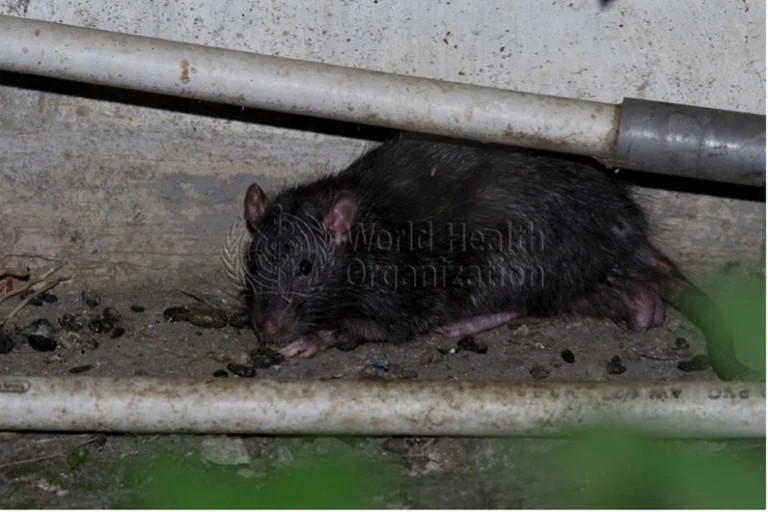 Hantavirus Panic: The MV Hondius Crisis