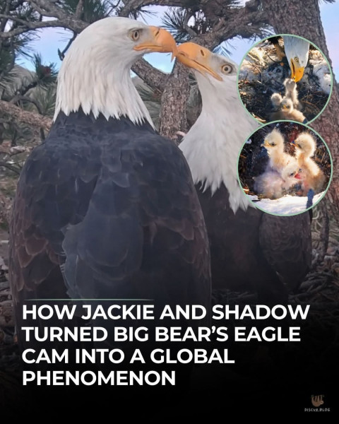 Jackie's Plight: The Unfolding Saga of Big Bear's Beloved Bald Eagle