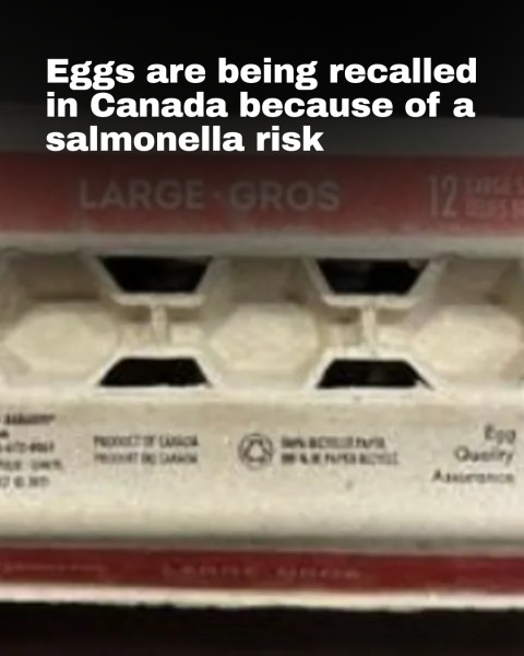 Salmonella Scare: Egg Recall Sweeps the Nation
