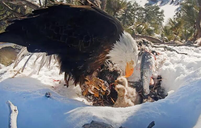 Bald Eagle Jackie, Beloved Icon of Big Bear, Dies After Protracted Health Battle