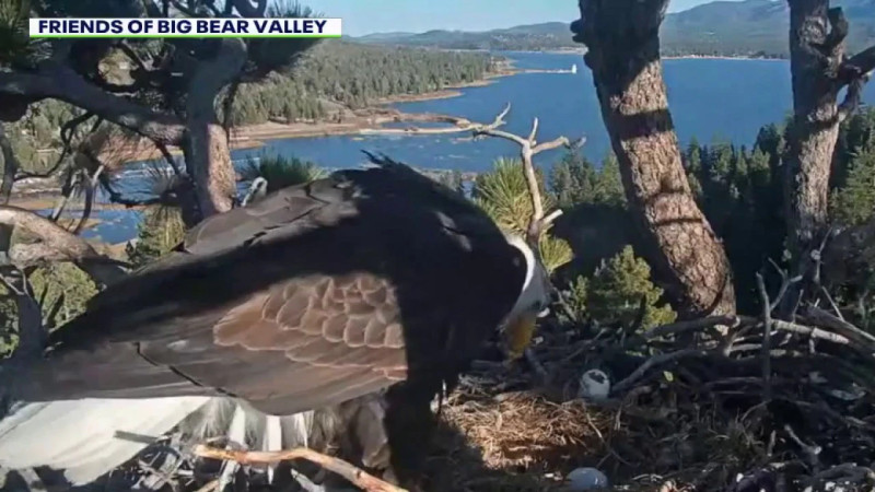 Bald Eagle Shadow Moves On After Jackie's Passing