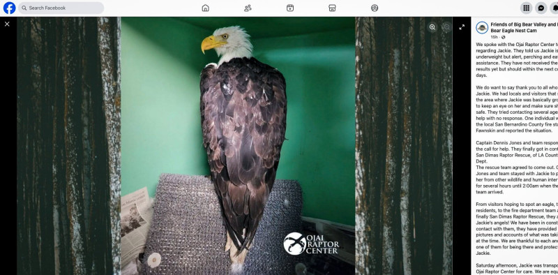 Big Bear Bald Eagle Jackie: The Critical Battle Against Worsening Anemia