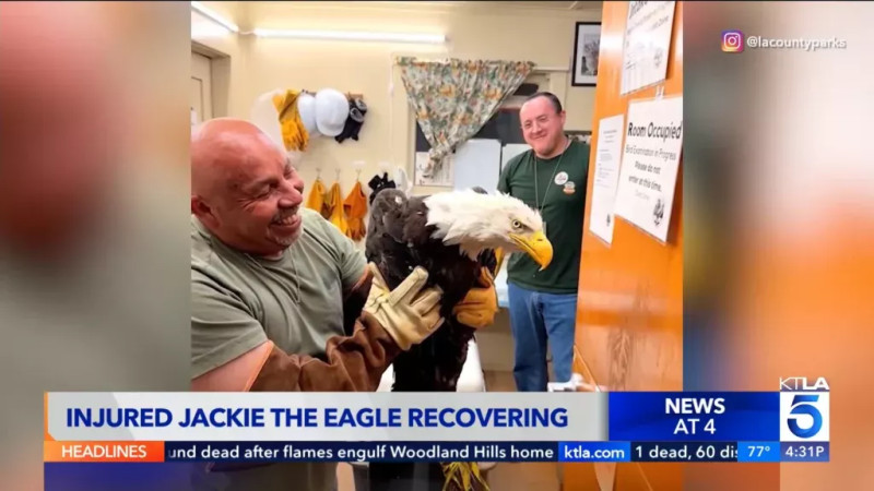 Big Bear Eagle Jackie's Passing Marks End of Battle with Anemia