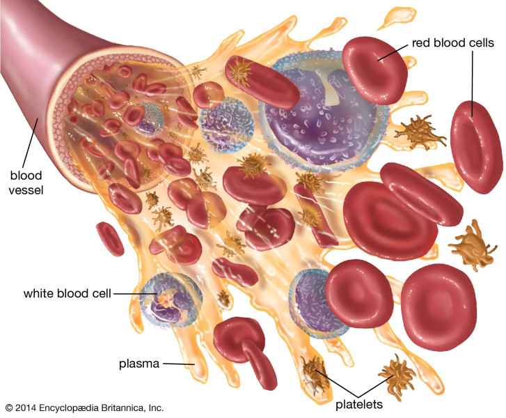 Blood Moon Lunar Eclipse Tonight: A Celestial Spectacle