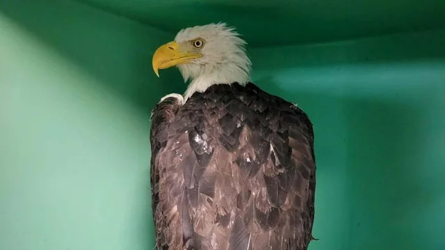 Heartbreaking News: Jackie the Bald Eagle Passes Away After Health Struggle