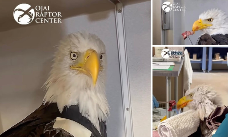 Jackie the Bald Eagle: A Beloved Symbol of Big Bear Valley Passes Away