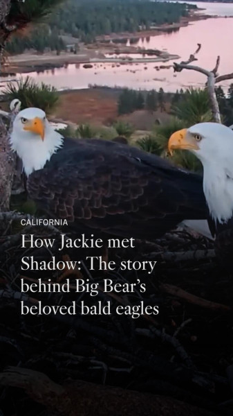 Jackie the Bald Eagle: A Legend's Final Flight