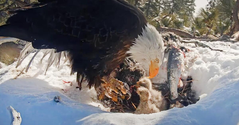 Jackie the Bald Eagle Dies After Mysterious Illness
