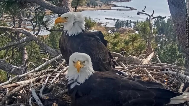 Jackie the Bald Eagle's Journey Comes to an End