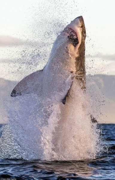 Lifeguards Face Growing Threat from Great White Sharks