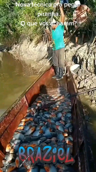 Panic at the Pier: An 8-Year-Old’s Piranha Catch Shocks Ridley Park Lake