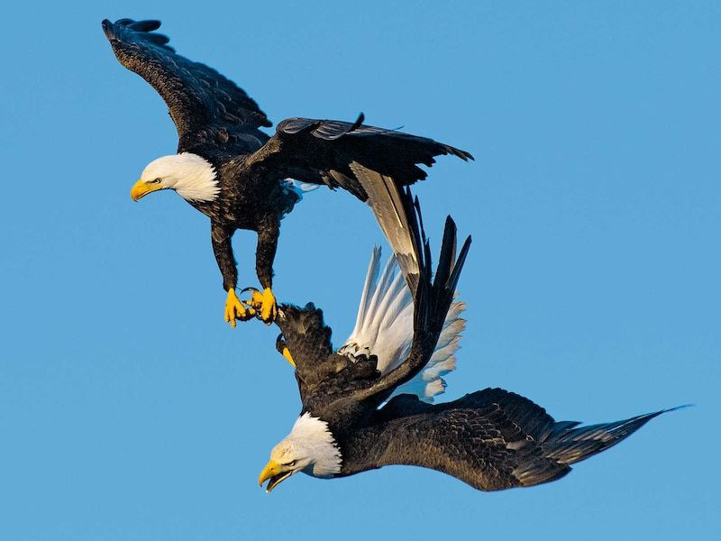 The Final Flight of Jackie the Eagle