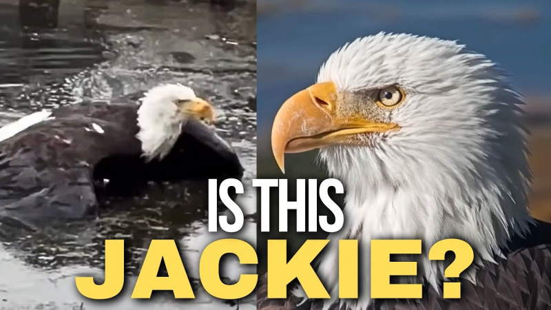 Tracking Jackie the Big Bear Bald Eagle: Hope Amidst Worsening Anemia