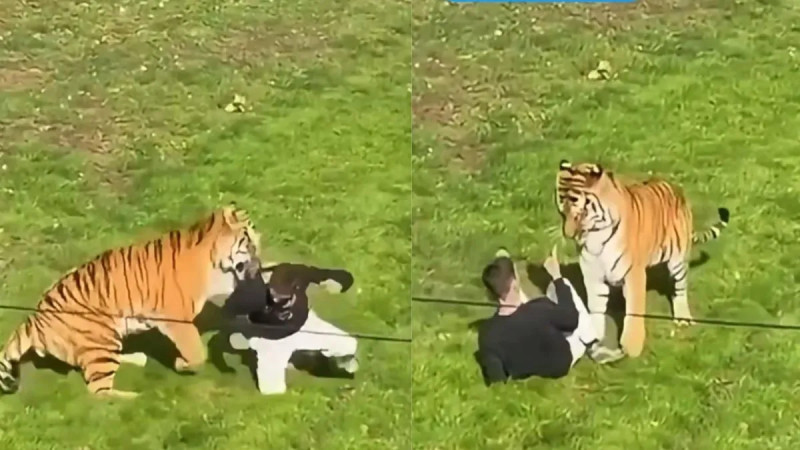 Man mauled to death after entering tiger enclosure at Yorkshire Wildlife Park