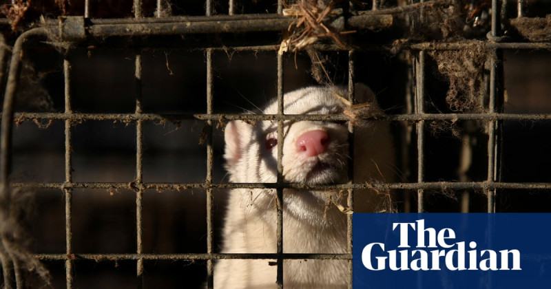 Bird Flu Outbreak on Utah Mink Farm Sparks Pandemic Fears