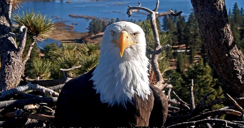 Jackie the Bald Eagle: Final Answers on Cause of Death Revealed