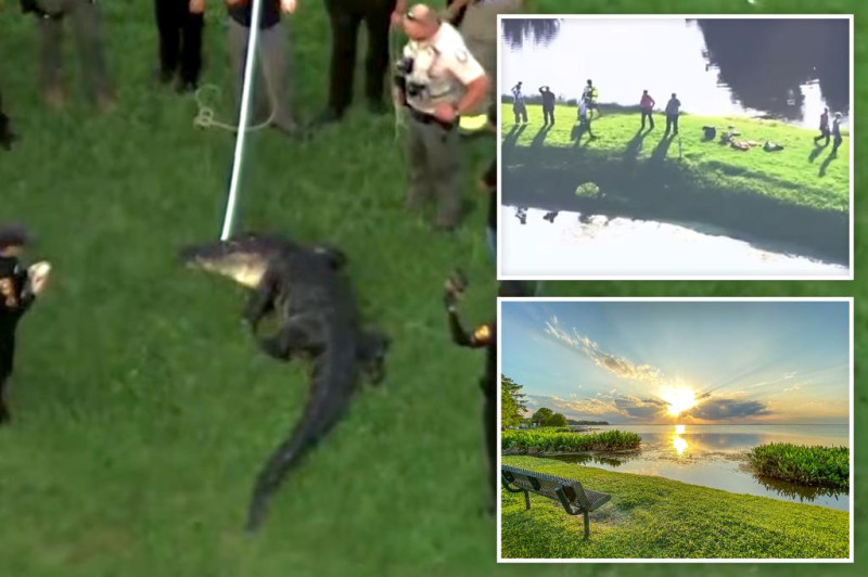 Alligator pulls 71‑year‑old fisherman into Lake Apopka