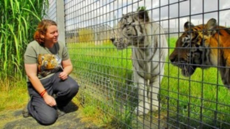 Man Dies After Tiger Attack in Yorkshire Zoo