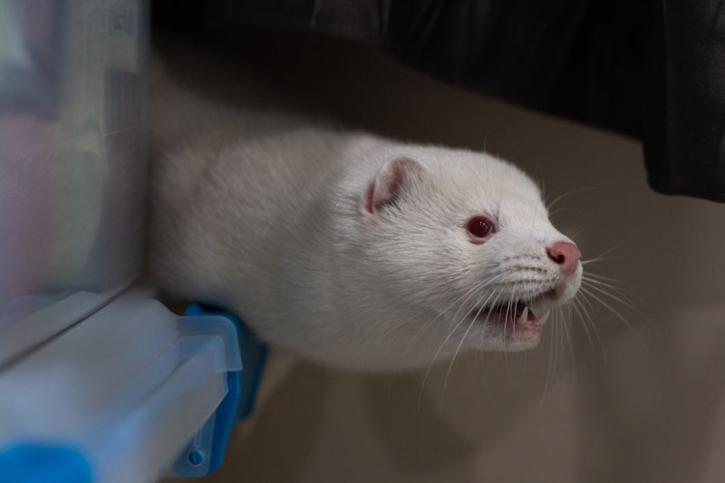 The Unchecked Bird Flu Outbreak on a Utah Mink Farm