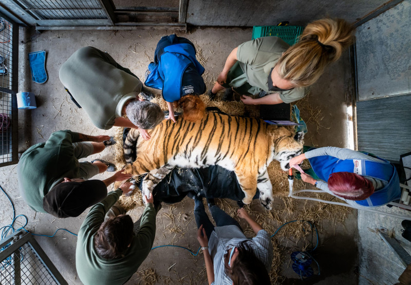 Tiger Escape at Yorkshire Wildlife Park Sparks Safety Concerns