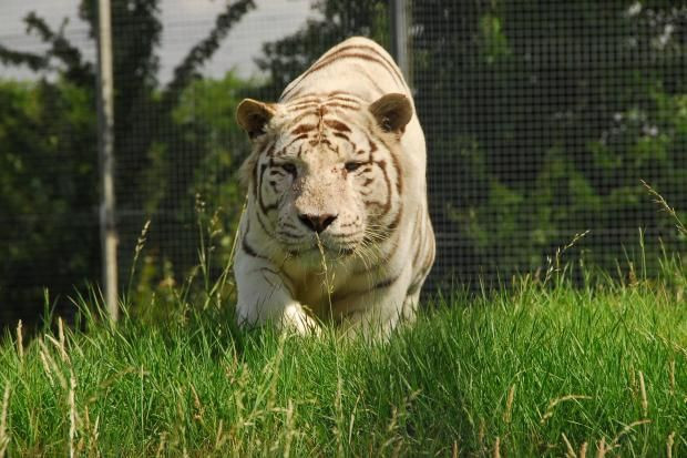Man fatally mauled by tiger at Yorkshire Wildlife Park