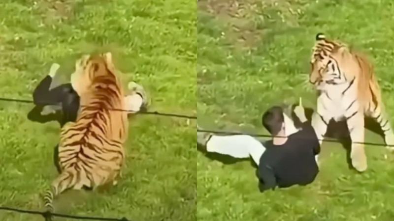 YORKSHIRE WILDLIFE PARK: THE TIGER ATTACK THAT SHOCKED THE WORLD